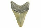 Fossil Megalodon Tooth - North Carolina #365995-1